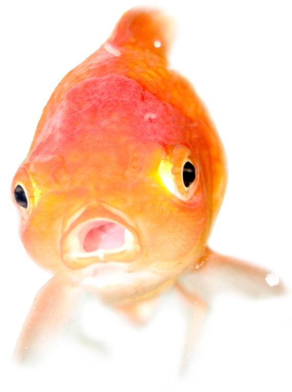 goldfish 貝托魯奇環(huán)形計時怪異尖叫臉表盤腕表-復刻表